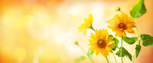 Beautiful yellow flowers on blurred background with bokeh and copy space. Autumn or summer festive...