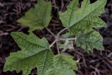 Young succulent and green leaves on a tree sapling sprouting from the ground