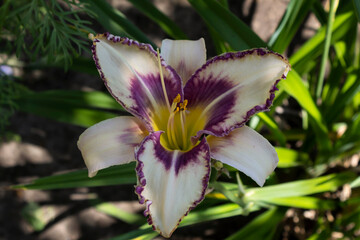 Fototapeta na wymiar In the summer a beautiful daylily blossomed in the garden.