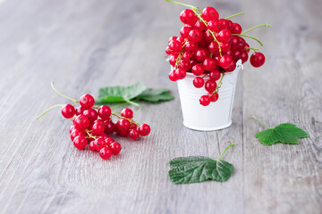Bright red berries of red currant in a white metal bucket on a gray background.