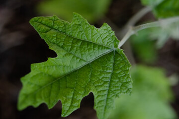 Young succulent and green leaves on a tree sapling sprouting from the ground