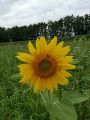sunflower in the field