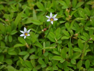 Small lavender flowers.