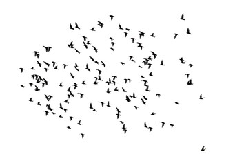 Large flock of birds isolated on white background