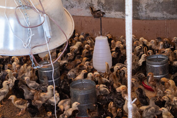 The first days of chicks in the breeding ground.