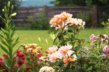 A bush of tender orange roses in the garden. Close-up