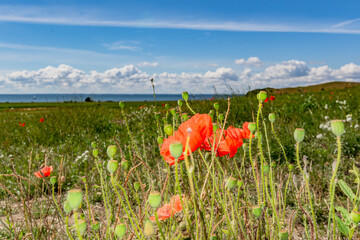 Roter Klatschmohn, Blumenwiese am Groß Zicker, Insel Rügen