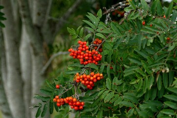 Mountain Ash berries, or Rowan berries in bunches on the tree branch with distinctive leaves.