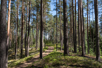 Ecological route in the pine forest. State natural reserve of the Vyaramyanselka Range. Leningradskaya obdast, Russia