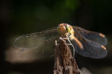 Close-up of a dragonfly sitting on a split tree stump with a blurred background in the sun