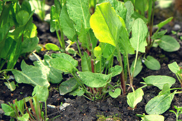 common sorrel, Spinach Dock, Rumex acetosa, growing in garden