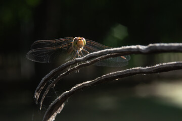 Close-up of a dragonfly sitting on a split tree stump with a blurred background in the sun