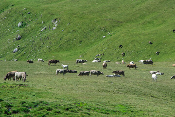 Obraz na płótnie Canvas Vacas en el Pirineo de Gerona