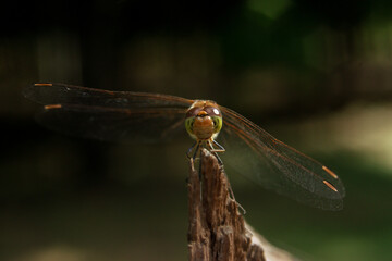 Close-up of a dragonfly sitting on a split tree stump with a blurred background in the sun