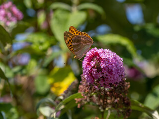 Großer Perlmutterfalter auf Sommerflieder