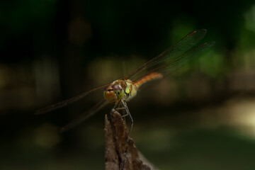 Close-up of a dragonfly sitting on a split tree stump with a blurred background in the sun