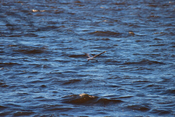 bird over water