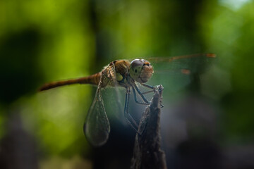 Close-up of a dragonfly sitting on a split tree stump with a blurred background in the sun