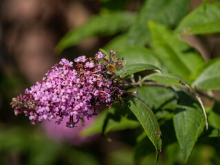 Honigbiene auf Sommerflieder