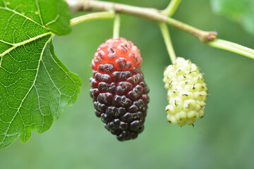 Black mulberry berries (Morus nigra) ripen on a tree branch