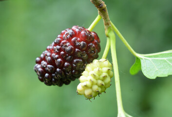 Black mulberry berries (Morus nigra) ripen on a tree branch