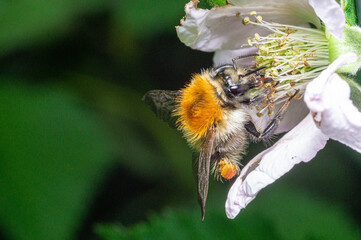 Hummel