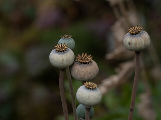 Mohn Fruchtstand