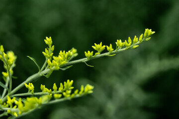 Plant branch with yellow flowers on blurred green nature background