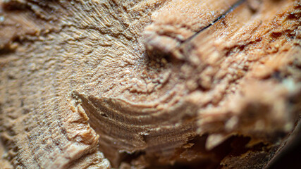 Holz