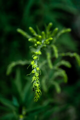 Plant branch with yellow flowers on blurred green nature background