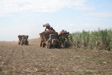 Obraz premium CANA-DE-AÇÚCAR