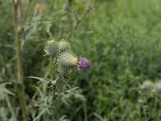 Distelknospe