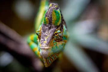 Chameleon