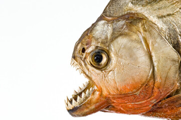 Piranha's head isolated on white background