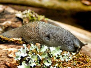 Close up of the Ashy-Grey Slug (Limax cinereoniger), on a rotten oak branch
