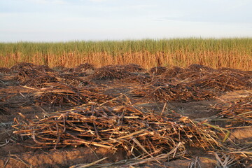 CANA-DE-AÇÚCAR