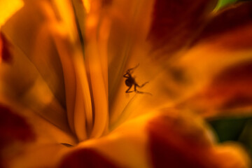 An ant is crawling inside an orange with reddish tints of a lily flower bud