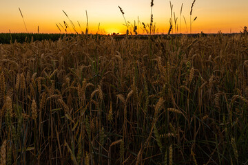 wheat and grain stalks in the fields during the golden hour of sunset on a warm summer evening in the agriculture fields near Riemst and Maastricht.