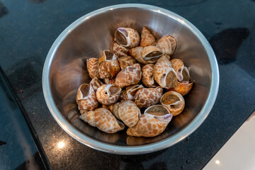 Spotted Babylon(Babylonia Areolata) Shellfish on Stainless Steel Bowl Ready to Cook.
