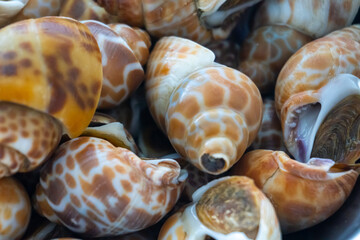 A Close Up of Spotted Babylon(Babylonia Areolata) Shellfish.