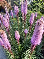 close up of lavender
