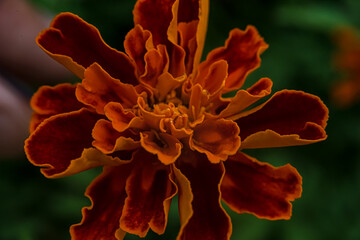 Orange bud with leaves top view