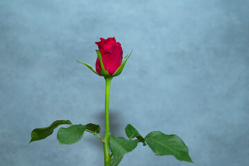 Red rose isolated on grey background.