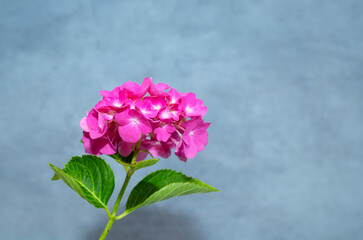 Beautiful hortensia isolated on grey background.
