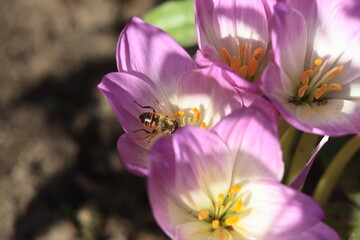 Flowers of the autumn Crocus (Colchicum) and a bee.