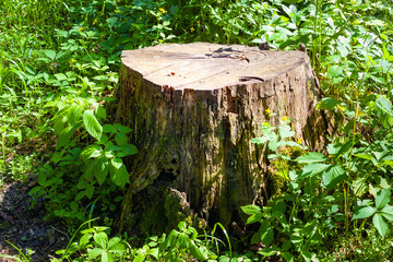 Stump in the grass in a forest glade. Felled old trees in the forest.