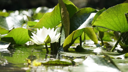 Seerose © --   Horst   --