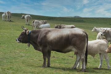 vacas en el pirineo de gerona