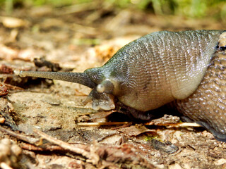 Close up of the head of the Ashy-Grey Slug (Limax cinereoniger), on a rotten oak branch