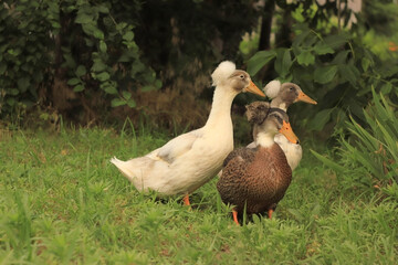 Ducks walking in the garden outdoors